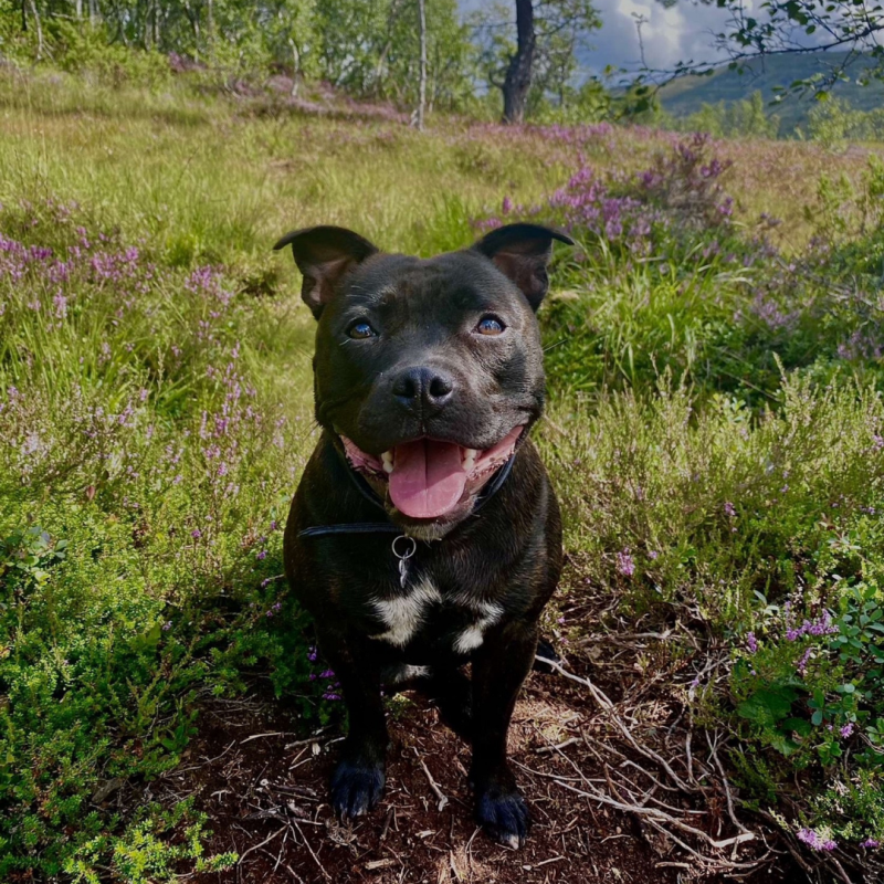Glad hund